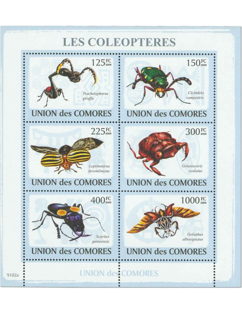 COMORES : Thématique (Les Coléoptères)