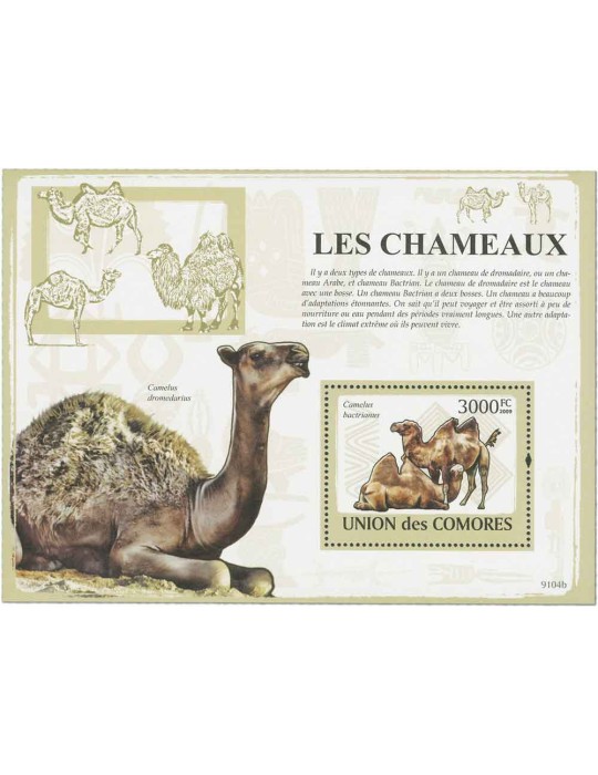COMORES : Thématique (Les Chameaux)
